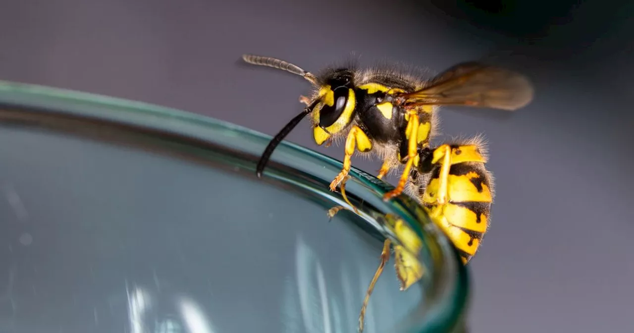 Four-ingredient wasp trap hack is 'simple' to make and 'bees won't go near it'