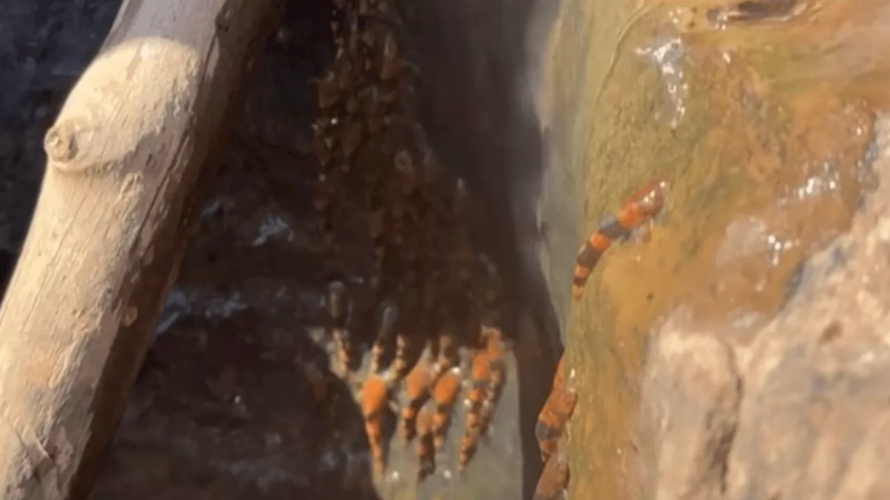 Thousands of catfish climb waterfalls in first-ever sighting, leaves scientists stunned