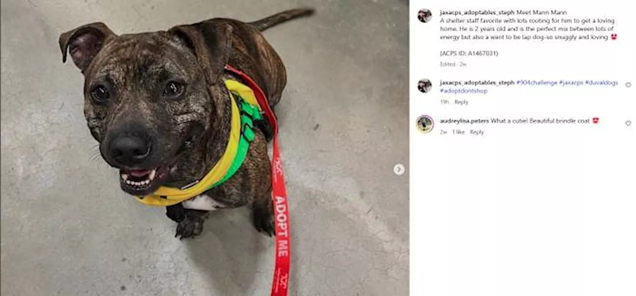 Volunteer with ACPS launches #904Challenge to get more animals adopted from overcrowded shelter