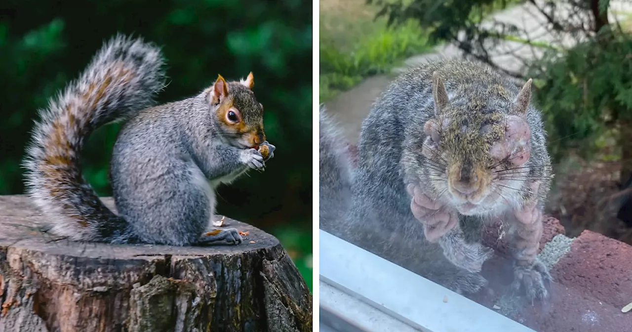 'First Rabbits, Now The Squirrels?': 'Zombie Squirrels' With Oozing Flesh Terrify US Homeowners