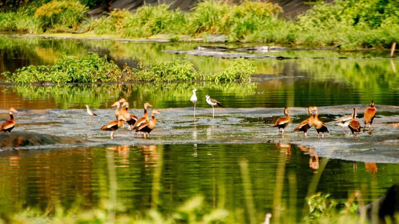 En Sincelejo realizan inventarios forestales y protegen la biodiversidad