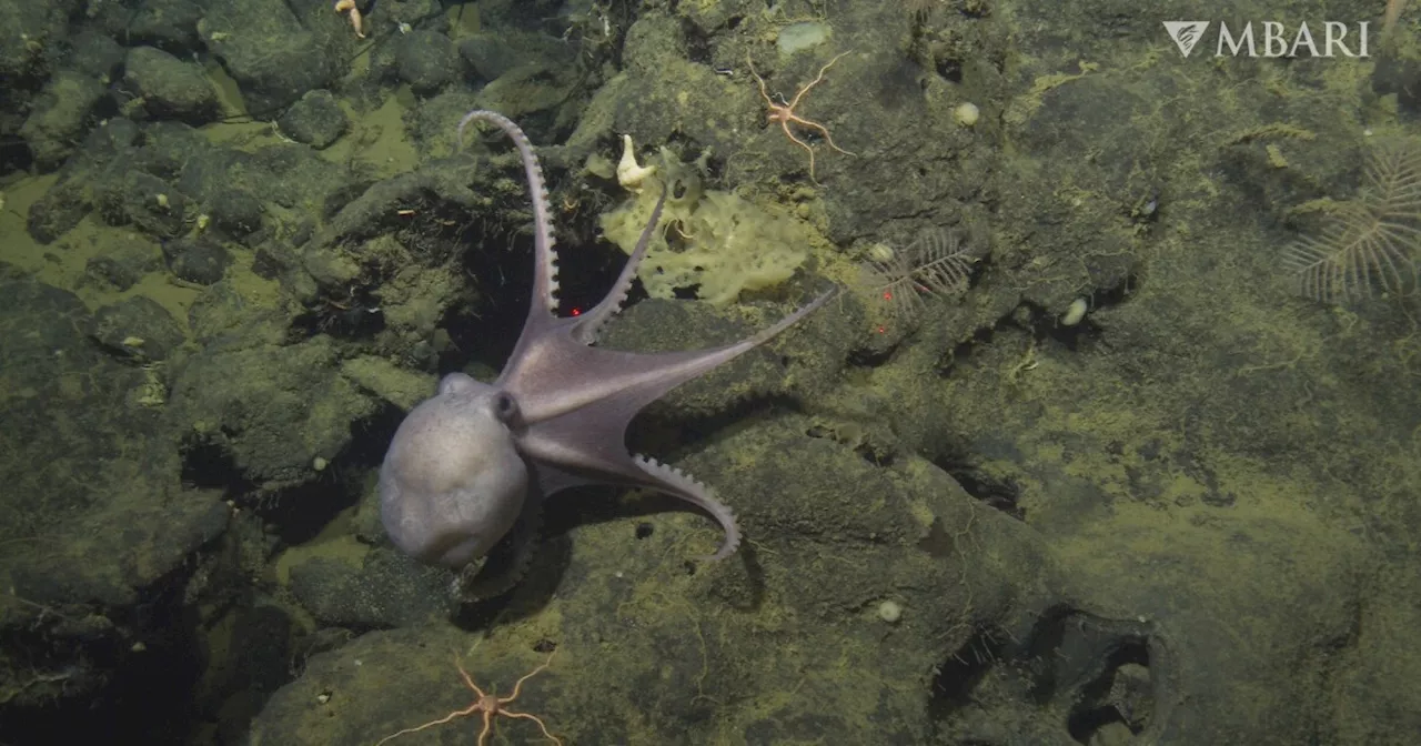 How octopuses crawl: New study shows detailed cephalopod movements
