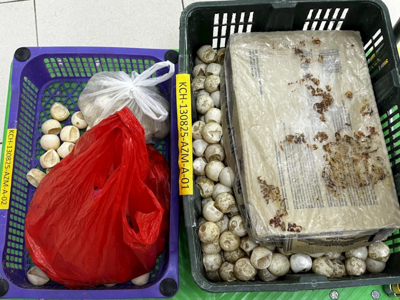 Kuching man jailed eight months, fined RM50,000 for illegal possession of over 700 turtle eggs