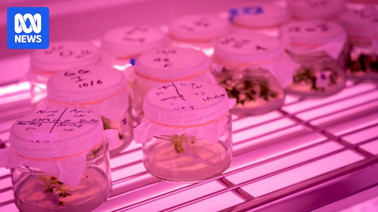Researchers using cryopreservation to save critically endangered Gossia gonoclada