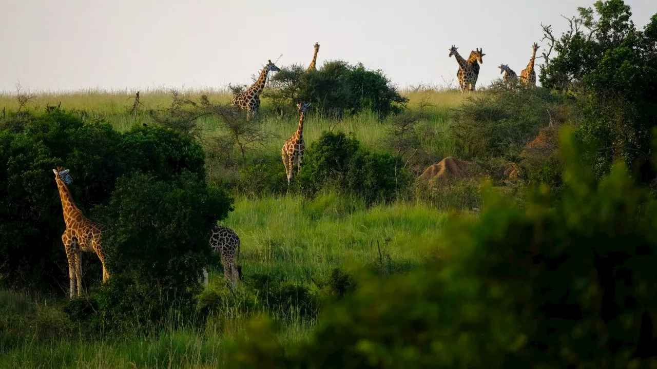 Look: A safari experience – without setting foot in Africa
