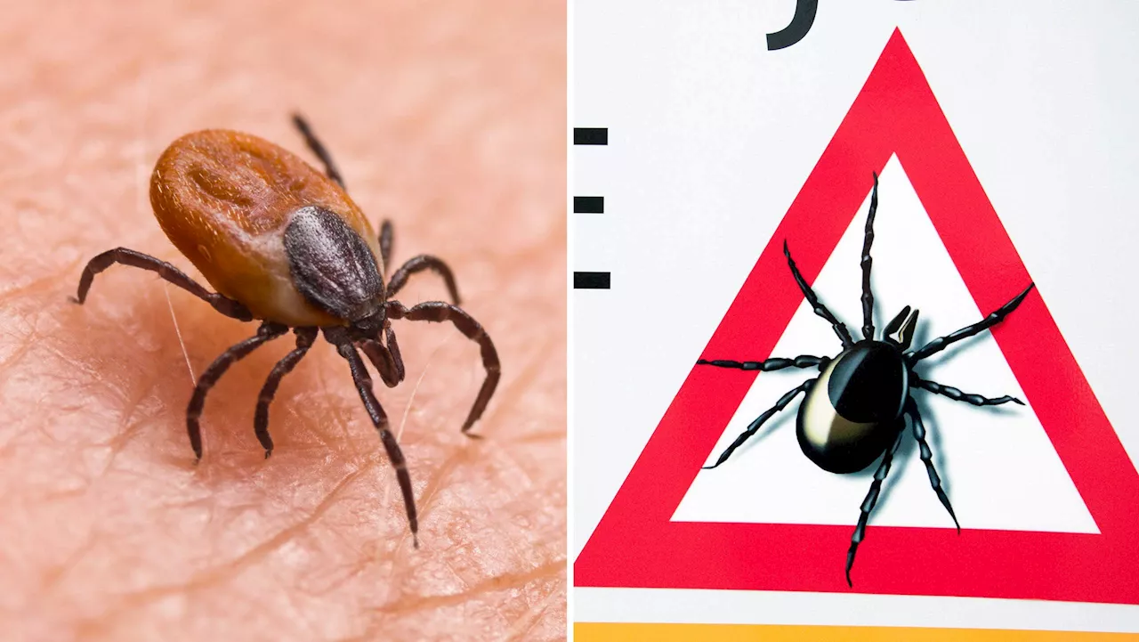 Rekordmånga smittade med TBE: ”Allvarligt”