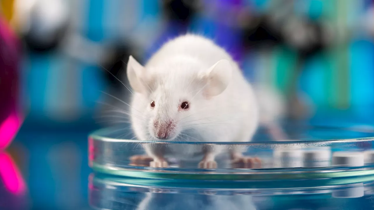 Human brain cells transplanted into mice to boost pleasure and ease depression