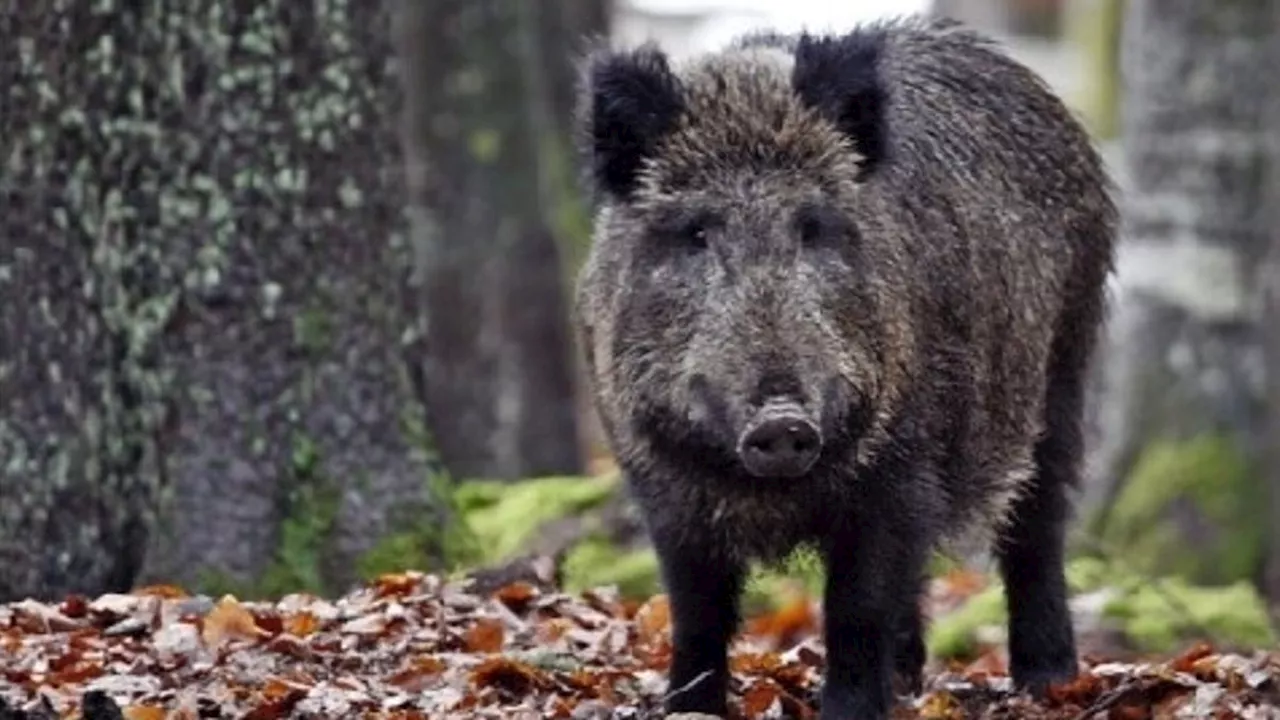 Modena, auto distrutta da un cinghiale: la Regione condannata al risarcimento
