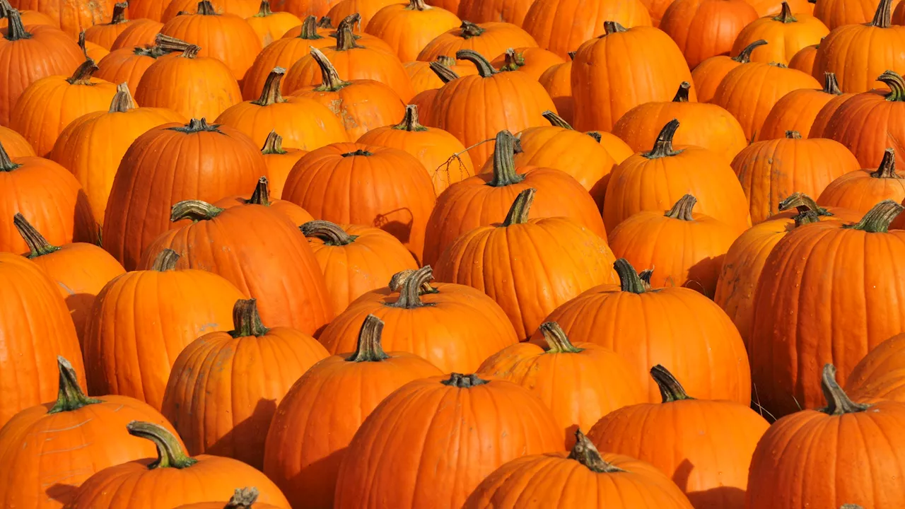 Reservations just opened for Irvine Park Railroad's super-popular pumpkin patch