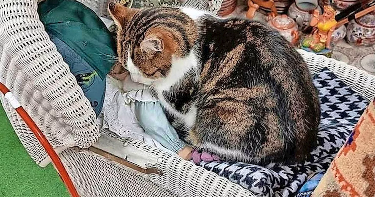 Frau entführt Brocki-Kater Elvis – «Ich sehe mich als Büsi-Mama»