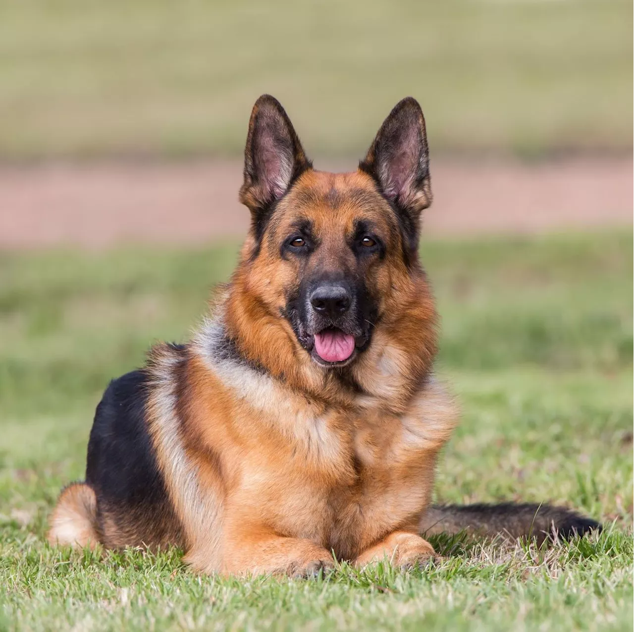 Rabies outbreak reported in Lagos, veterinary association warns against dog bite