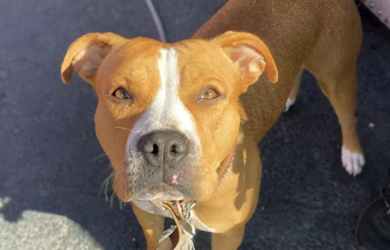 Stolen Pit Bull Evaded Euthanasia
