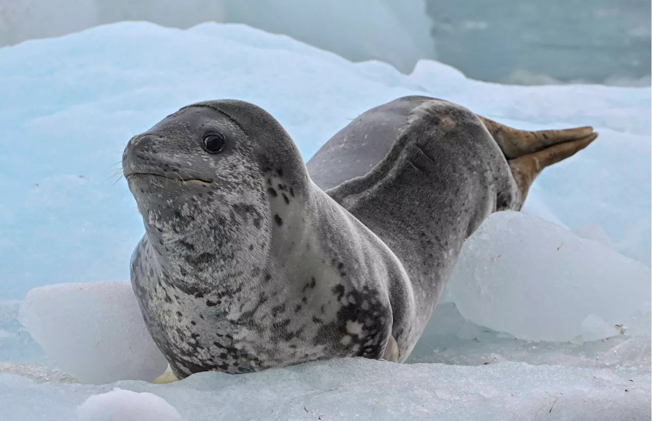 Seals sing ‘otherworldly’ songs structured like nursery rhymes