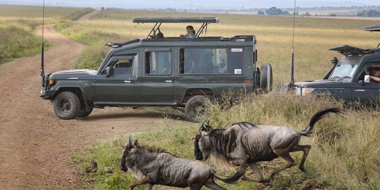 Spektakuläre Wanderung der Gnus - Sorge vor Übertourismus