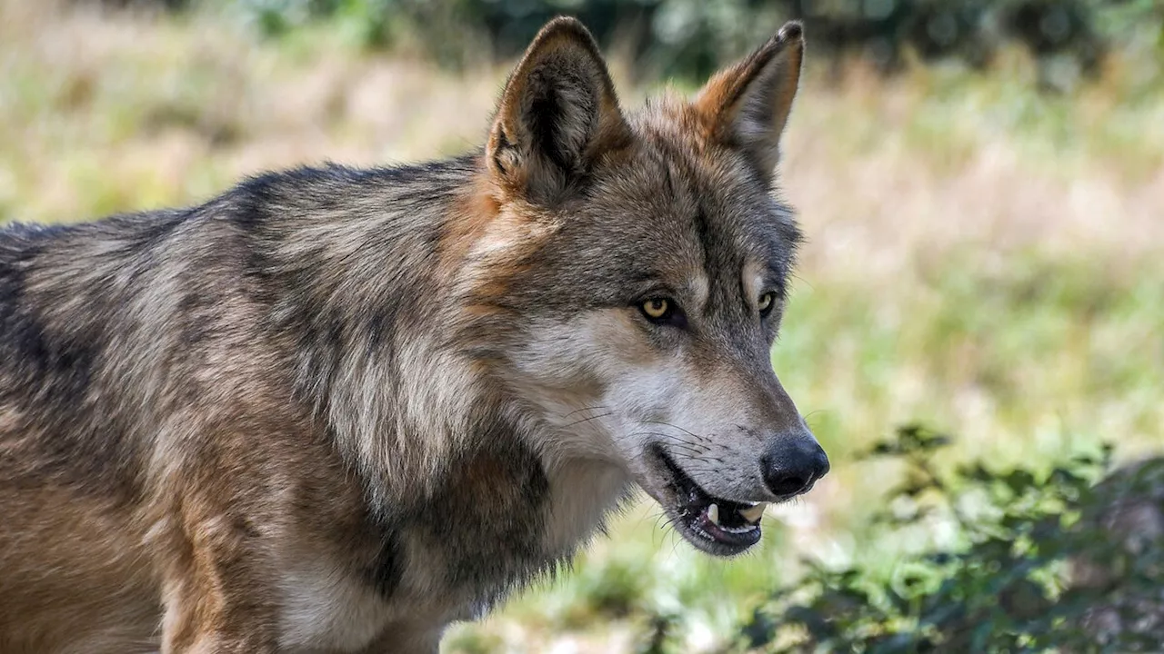 Niederlande verschärfen Warnung nach Wolfsattacke auf Kind