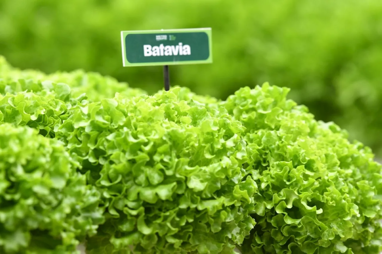 More veggies come to Metro Manila supermarkets