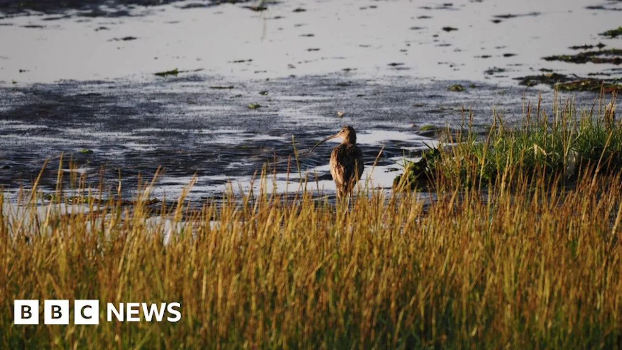 Britain's migratory birds arriving 'too soon', say Kent experts