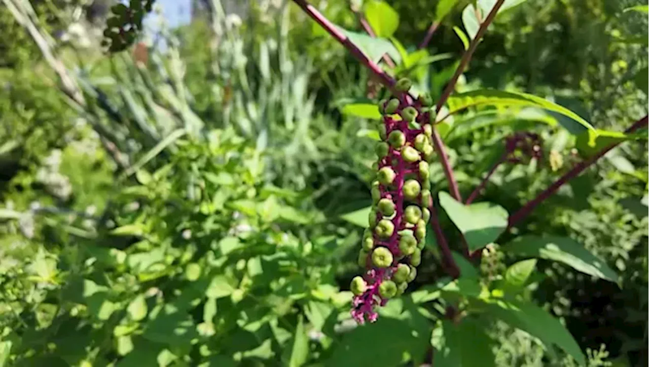 From lawn to life: How native plants attract beautiful butterflies to your front yard