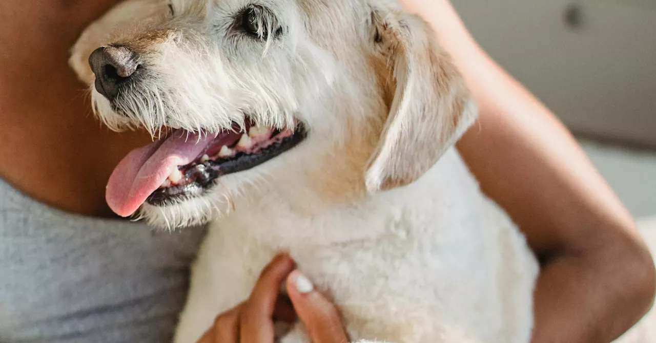 Trigger Stacking in Dogs: Understanding and Managing Stress