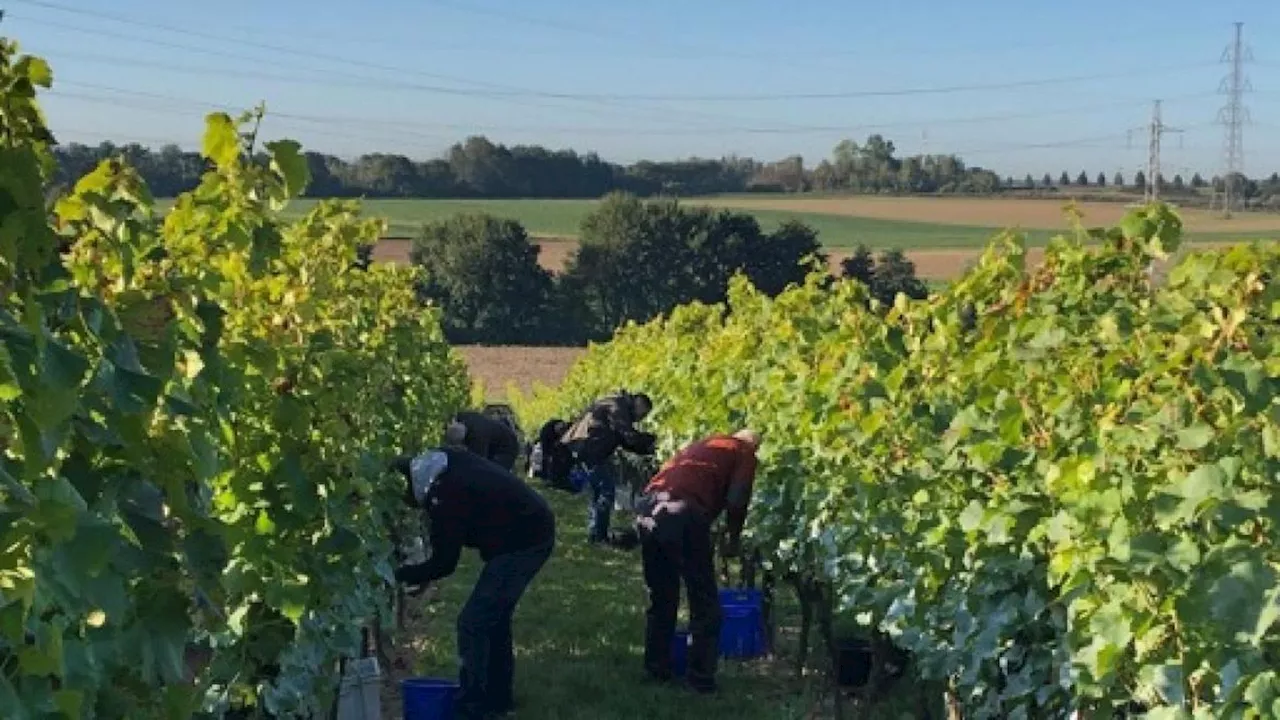 Les vignerons wallons impatients de lancer des vendanges qui s'annoncent prometteuses