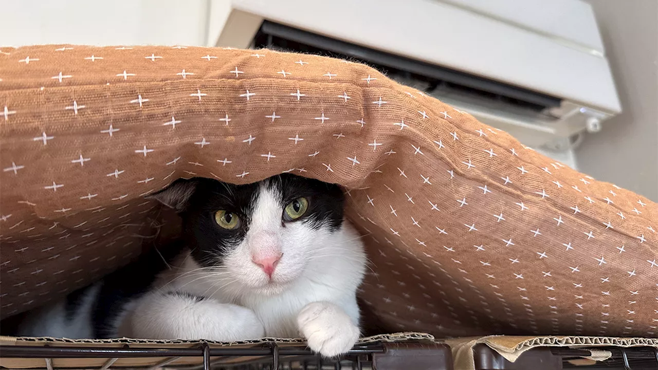  エアコンが効いた部屋を避ける猫