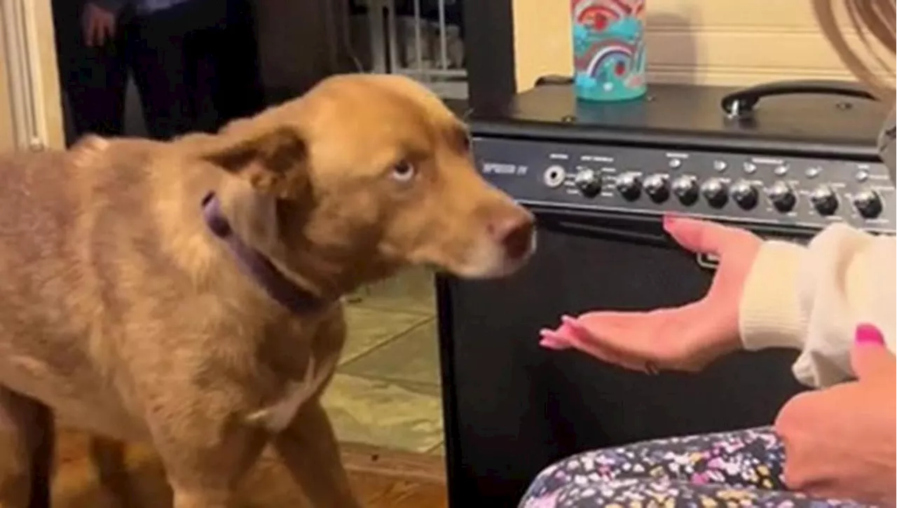 Abbandonato nei boschi per vendetta, dopo 5 mesi il cane Oakley viene ritrovato e la sua reazione è inaspetta…