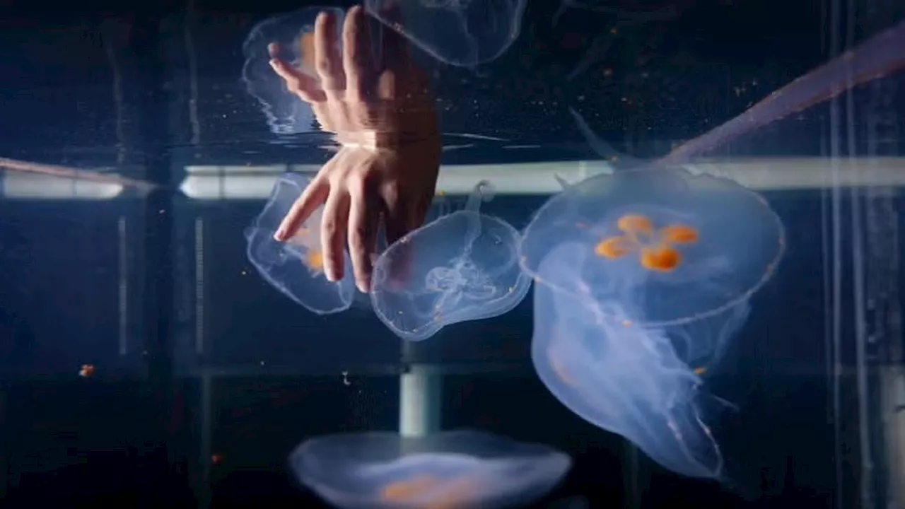 Microchipped cyborg jellyfish may reveal secrets of Earth’s darkest ocean frontiers