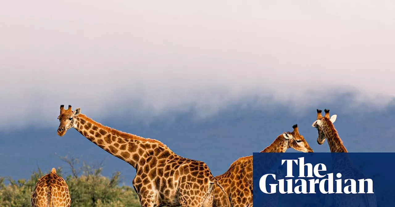 Everything Evolves by Mark Vellend review – can Darwin explain JD Vance?