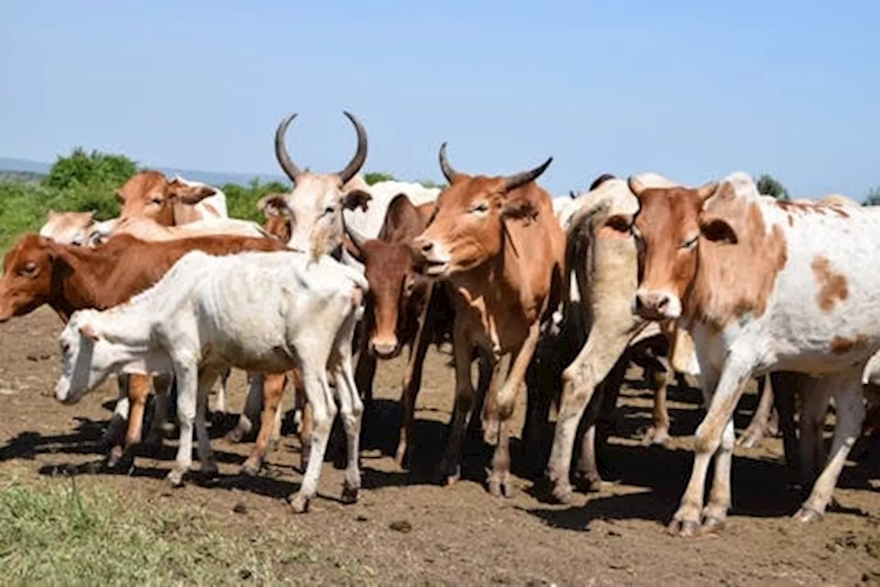 Beyond the herd: Unseen forces shaping livestock development