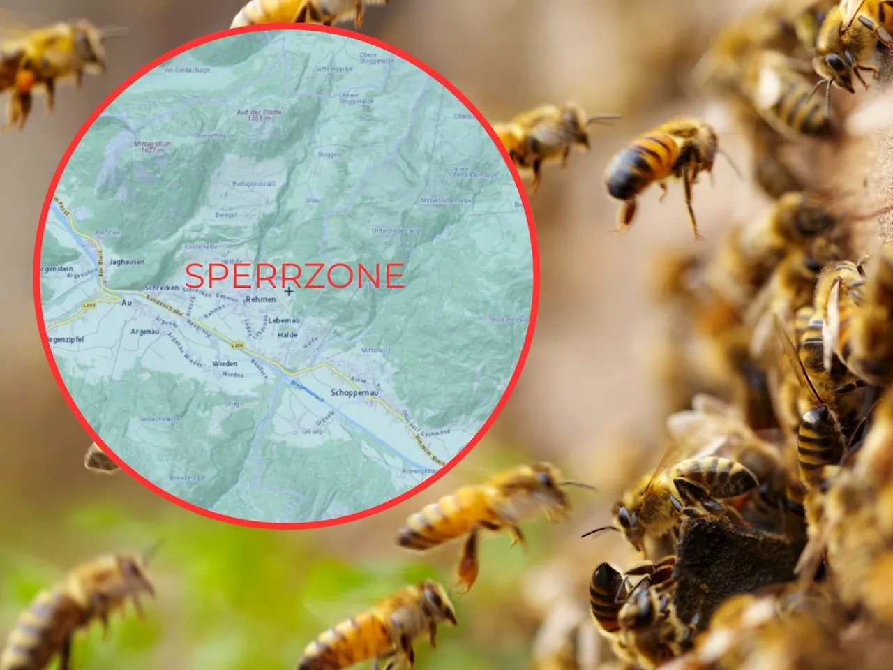 Amerikanische Faulbrut: Sperrzone in Schoppernau erweitert