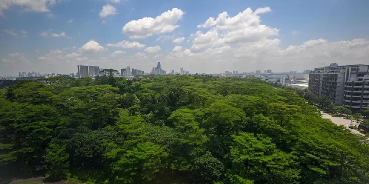 10.4ha of forest in Woodlands to be cleared from 2026 for industrial, mixed-use developments