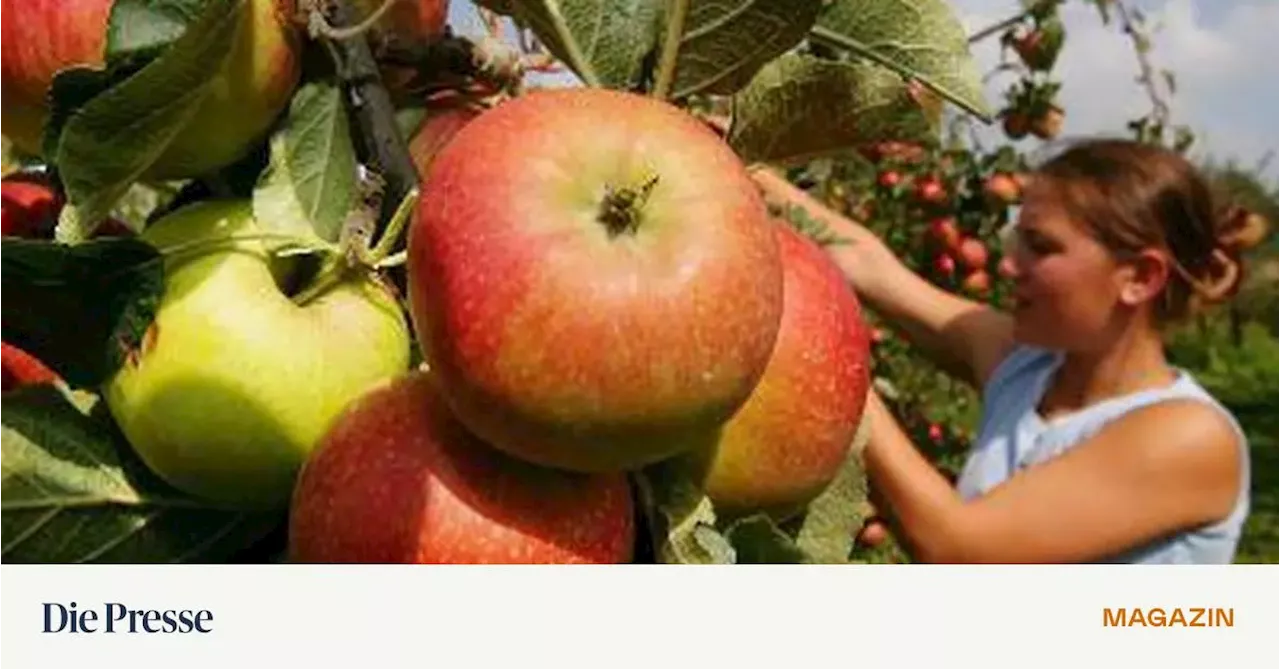 Obstbau von morgen: Was man künftig pflanzen soll