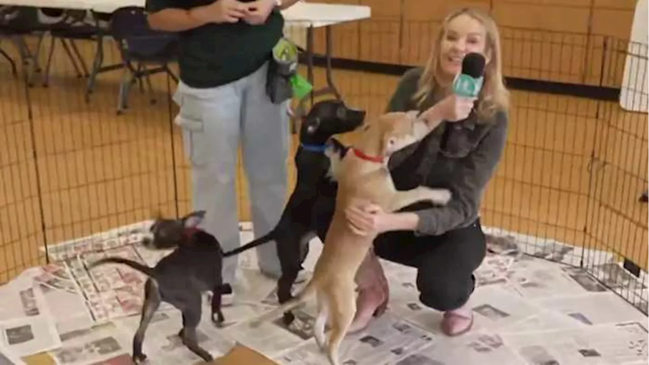 🐾 Houston, let’s clear the shelters: your new best friend is waiting!