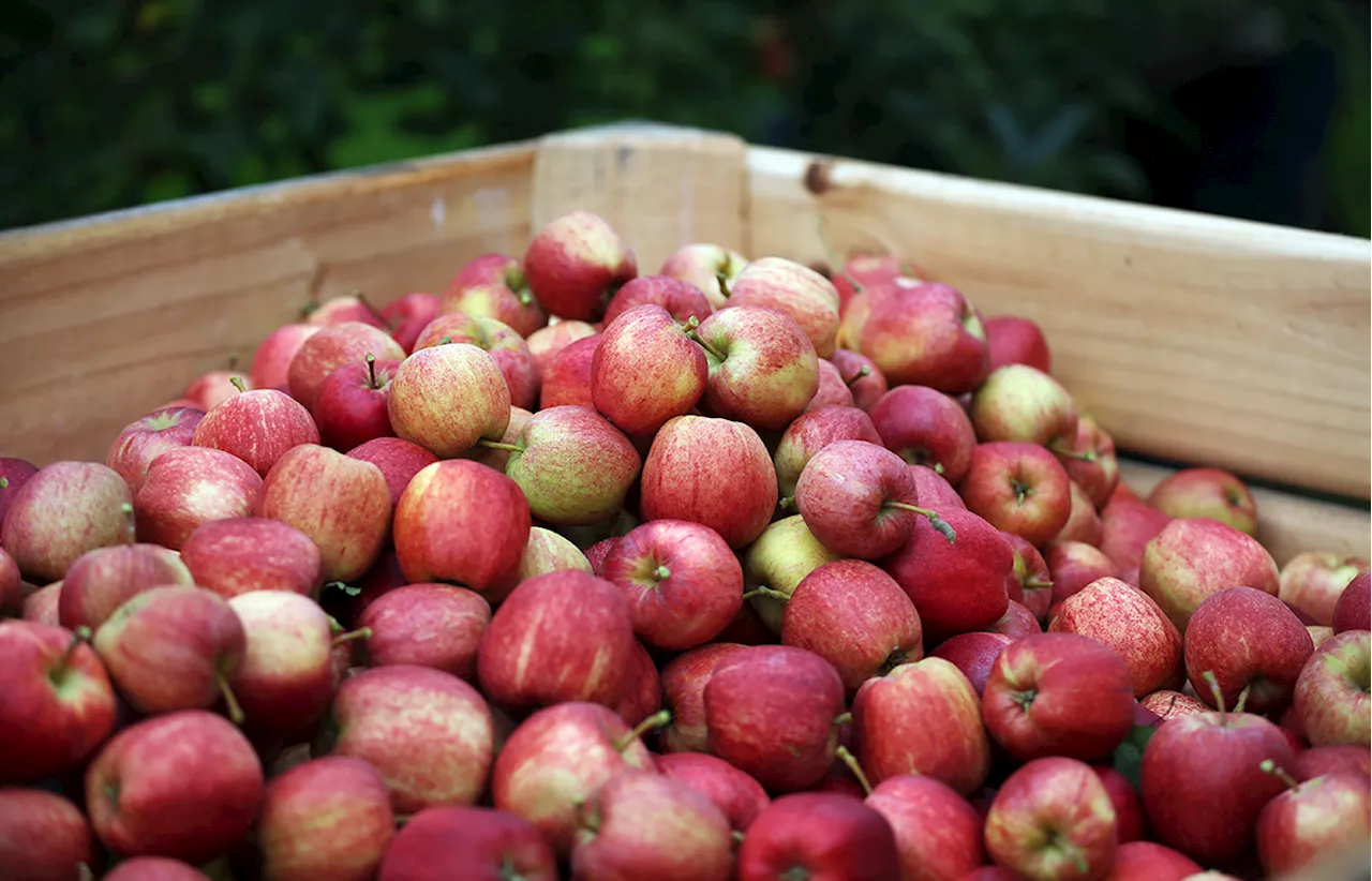 Farm famed for apple and pumpkin picking opens for fall season this weekend