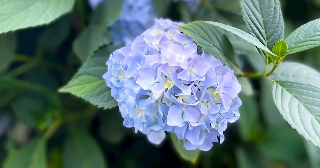 Expert explains how you can use vinegar to change the colour of your hydrangeas