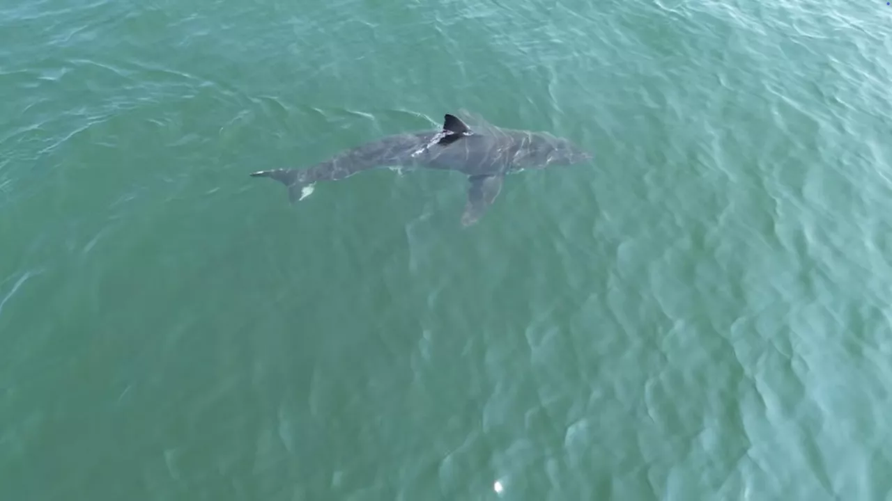 Great white sharks head north, following seals and alarming beachgoers