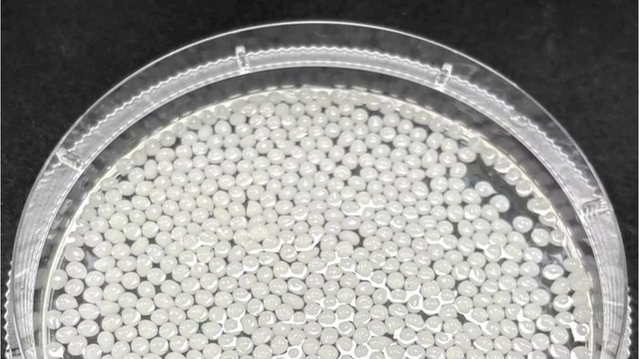 Microsfere vegetali catturano i grassi nell'intestino VIDEO