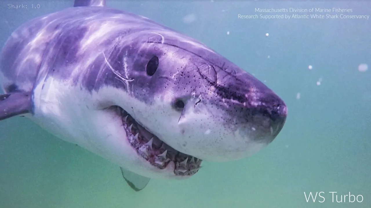 Great white sharks are going to Maine and Canada to eat seals