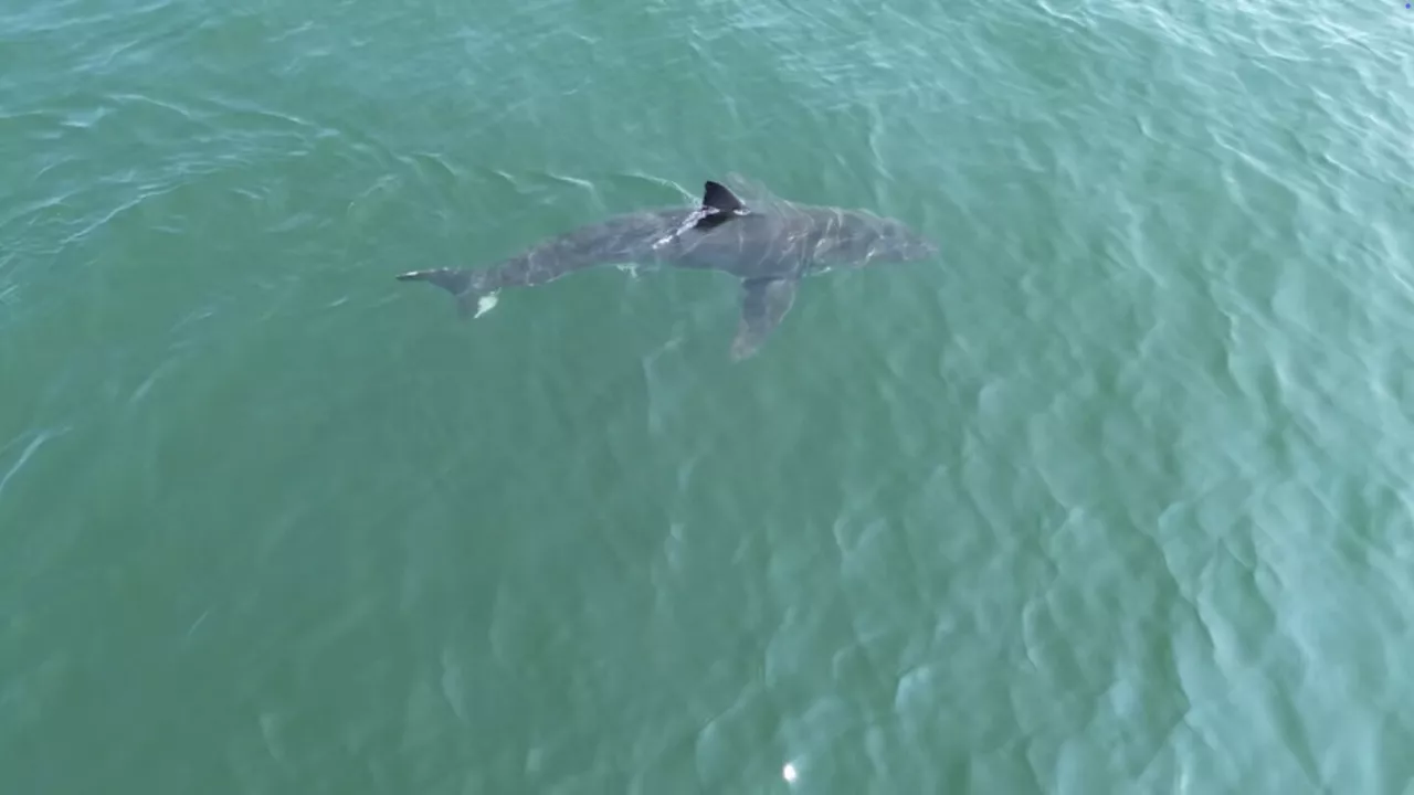 The northward migration of great white sharks, by the numbers