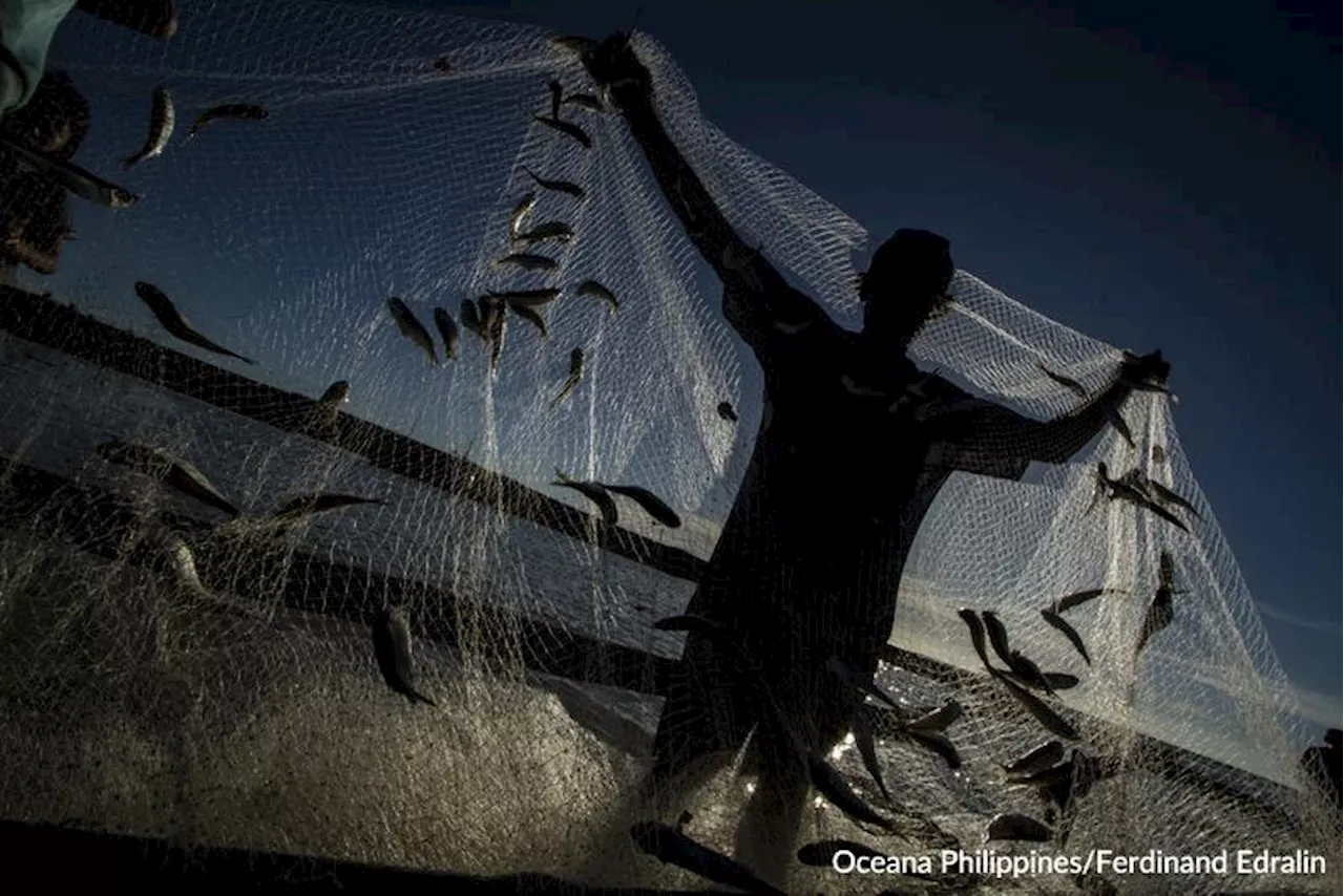 DA: 2.9 million fisherfolk expected to benefit from P20-per-kilo rice