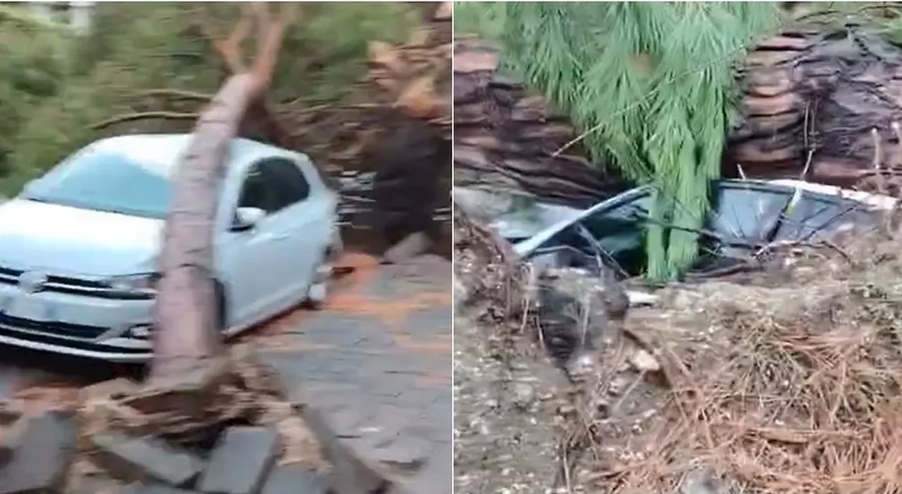 Tempesta in Romagna: albero cade su auto a causa del forte vento