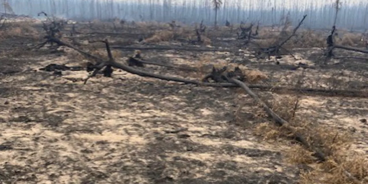 One year later: Data shows damage from McDonald Fire suggests fire breaks may not be enough