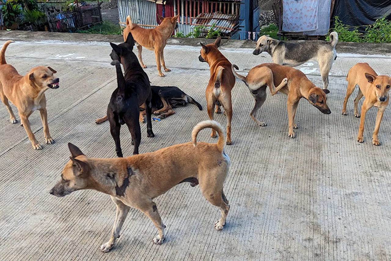 DOH central office’s help sought to augment DOH-XI’s anti-rabies budget