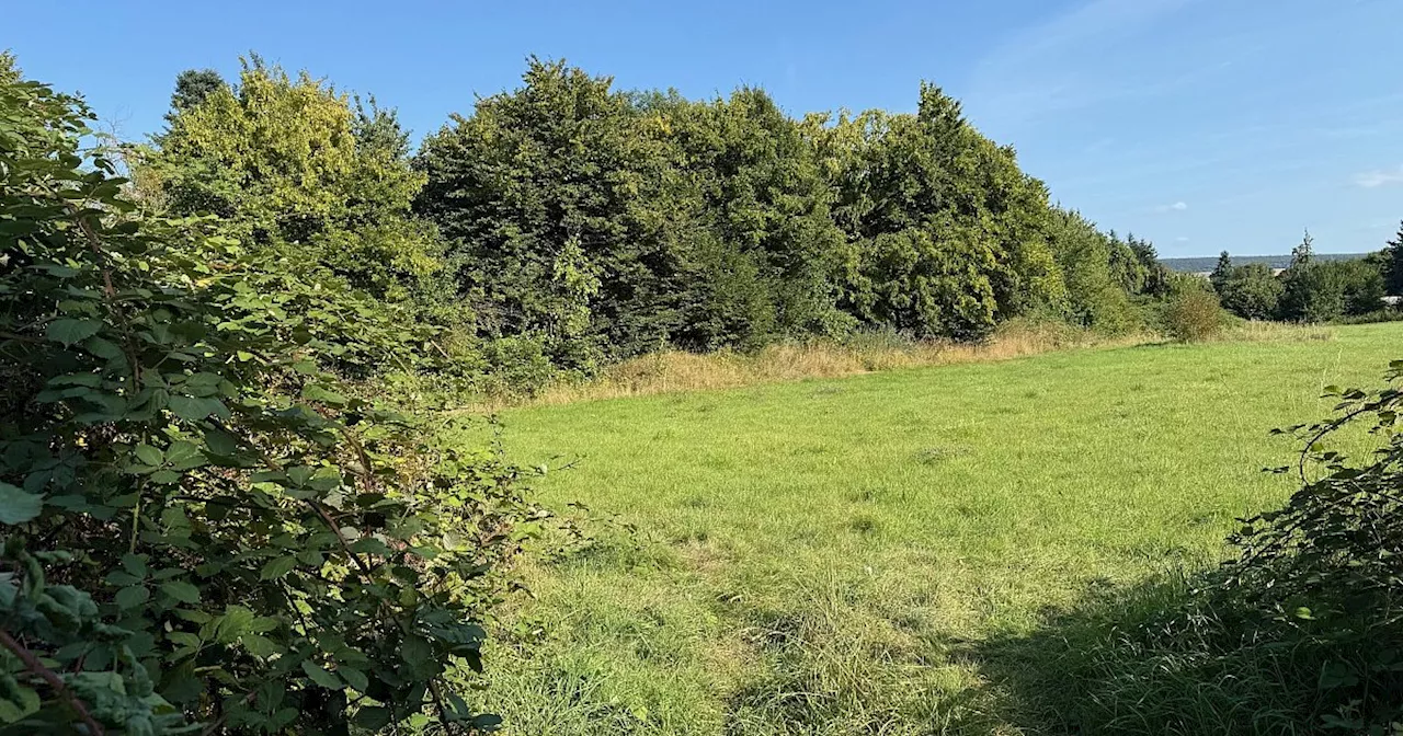 Gibt es bald eine Hundewiese in Höxter? Verwaltung schlägt Testphase vor