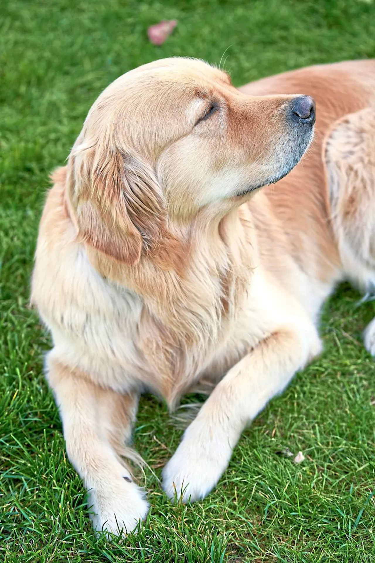Caring for a blind dog: Things to consider before taking the leash