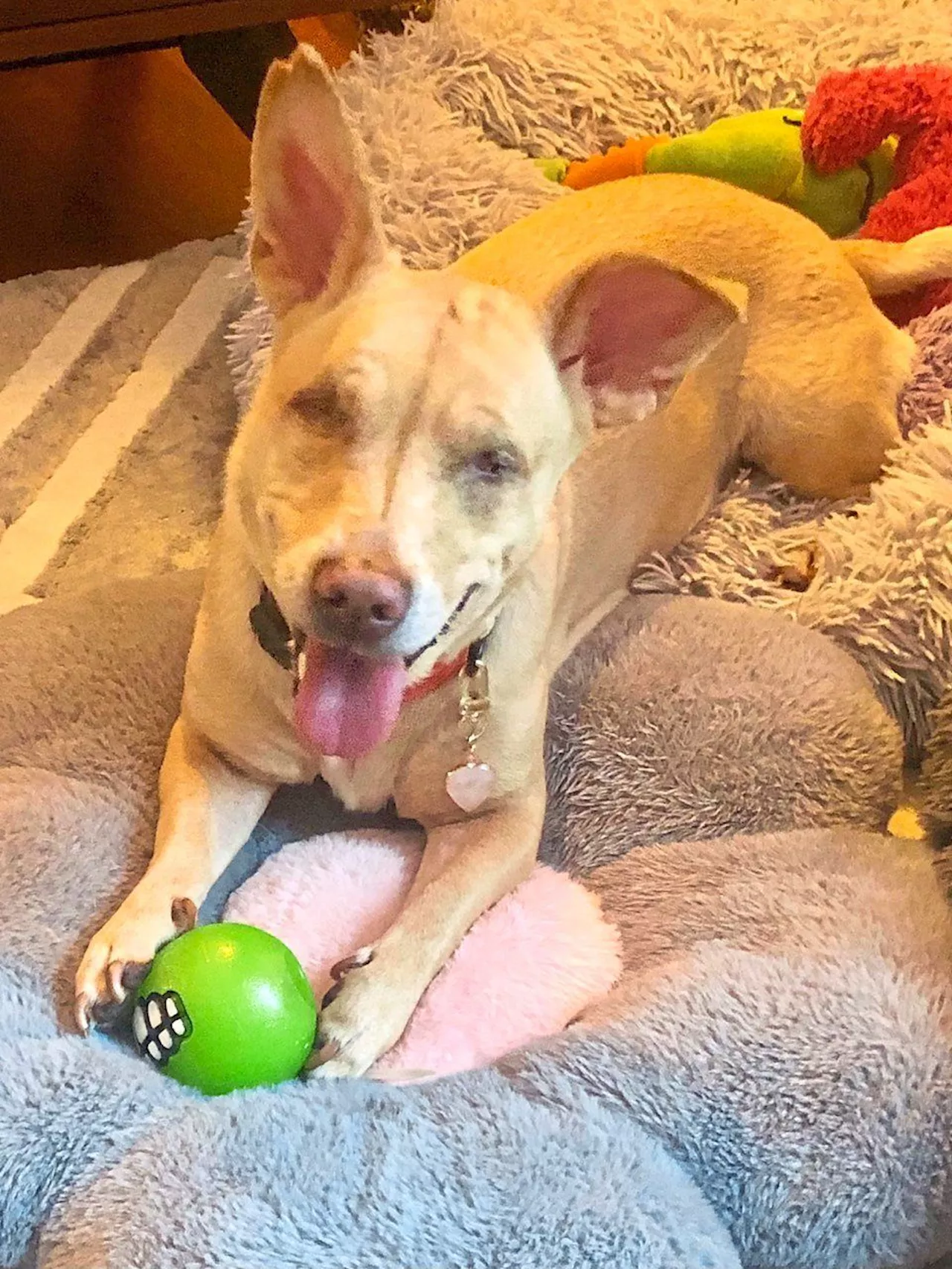 The story of Pickles the blind dog, who found her forever home