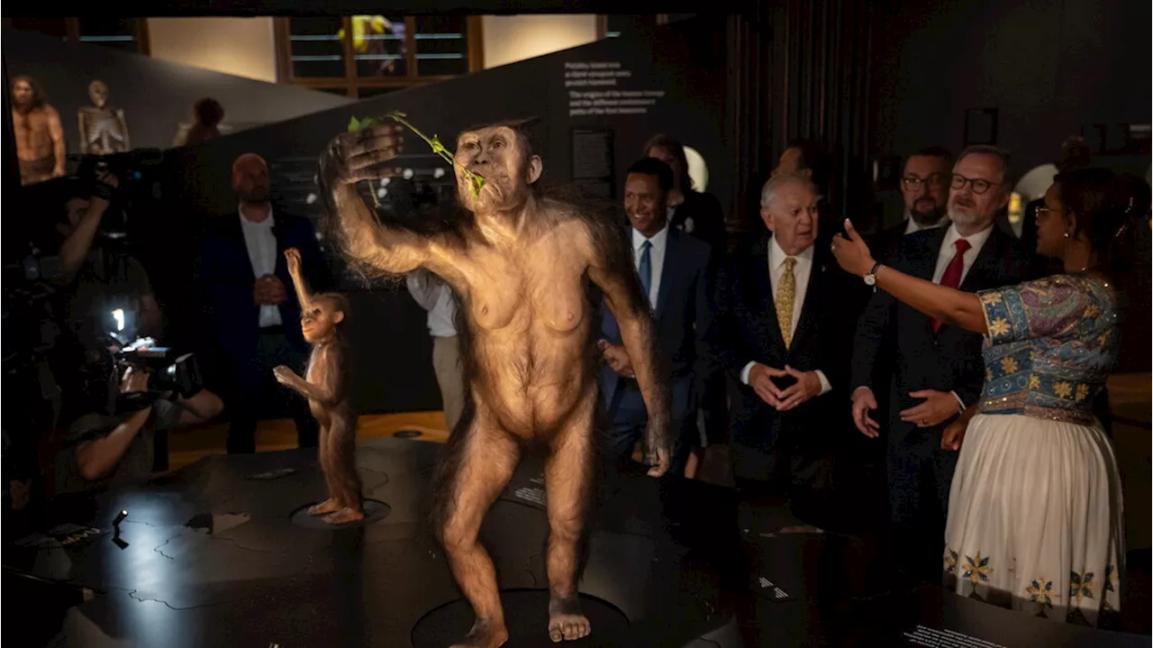 Praga, mostra europea dei fossili 'Lucy' e 'Selam'