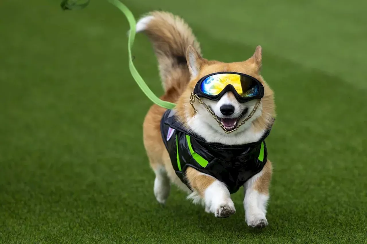 Kaki Mungil dan Mimpi Besar Anjing Corgi