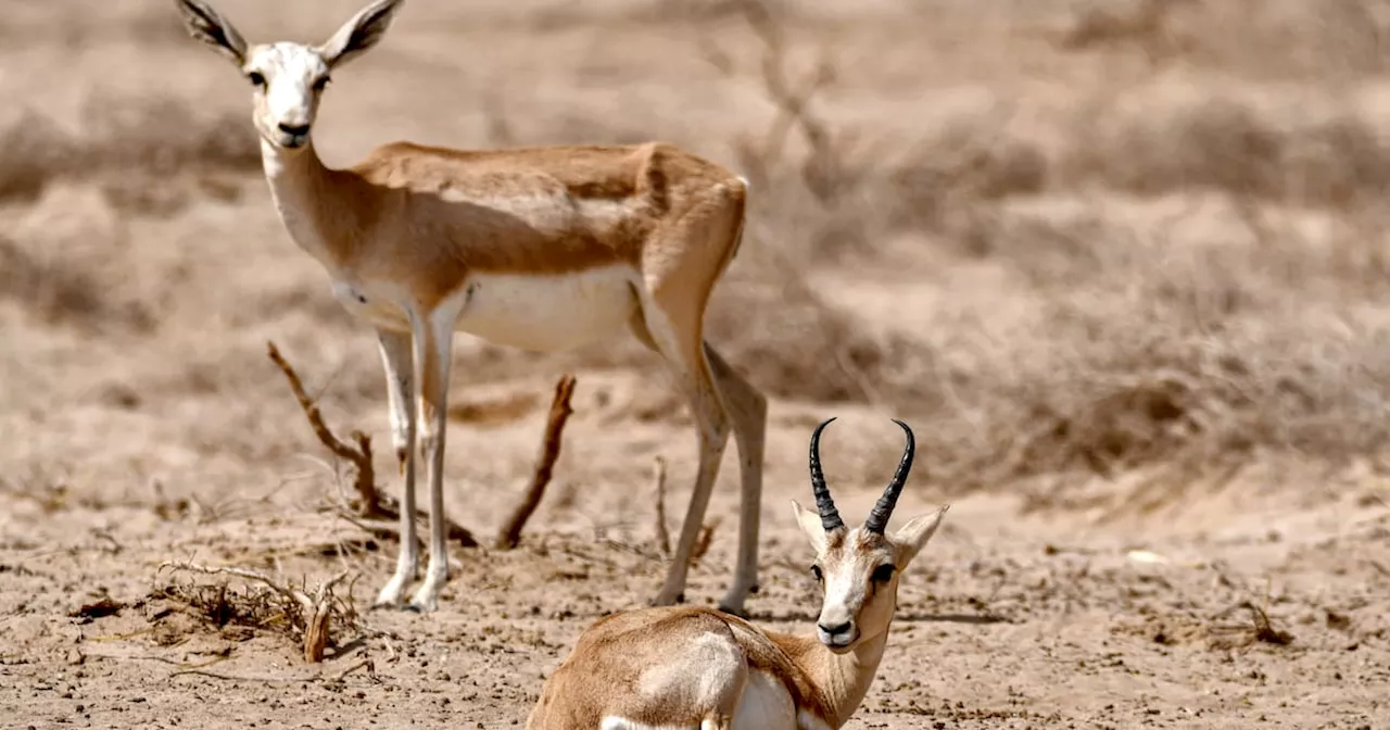 La gazelle de Rym disparaît massivement en Irak