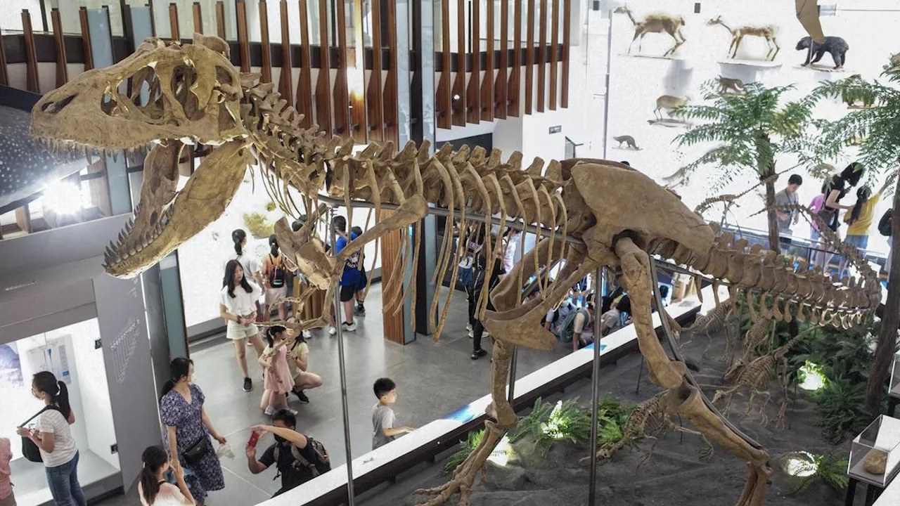 China Temukan Fosil Tulang Paha Tyrannosaurus, Terpanjang di Asia